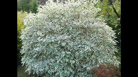 Дерен Sibirica Variegata