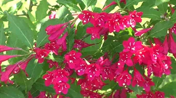 Krzewuszka Weigela Red Prince