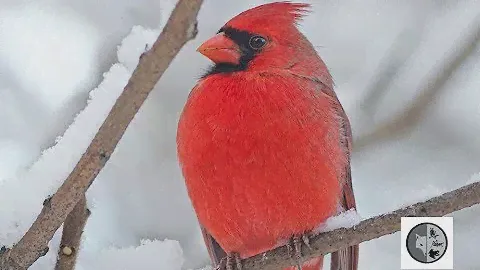 Chant du Cardinal rouge/Song of the Northern Cardinal