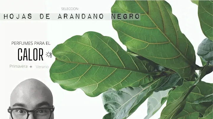 |Perfumes para el Calor: Selección Hoja de Arandano|My Scent Journey