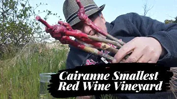 Cairanne Smallest Red Wine Vineyard