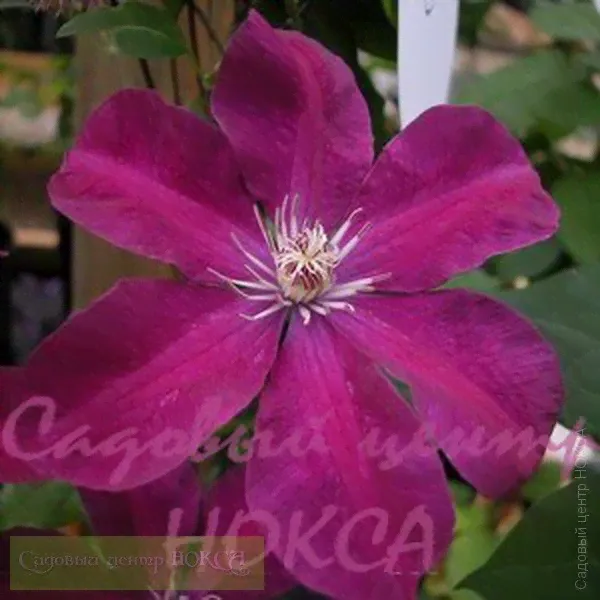 Clematis Rouge Cardinal Клематис Руж Кардинал