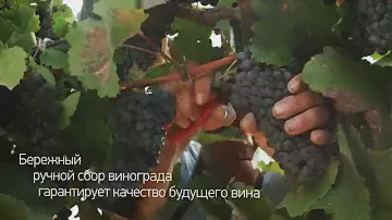 Kuban-Vino: Chateau Tamagne