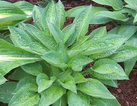 Хоста Мулен Руж (Hosta Moulin Rouge) 3 л