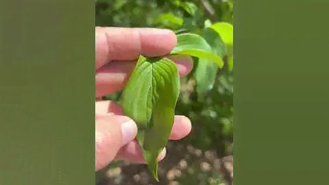 Curiosité: Cornus Mas