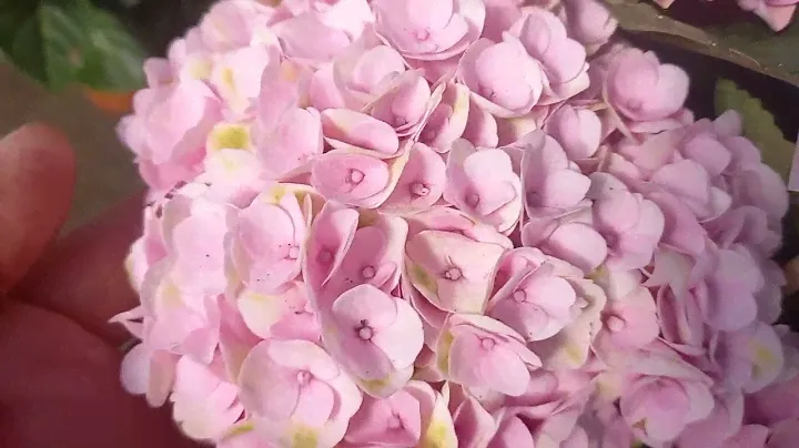 🍀ГОРТЕНЗИИ В ПРОДАЖЕ