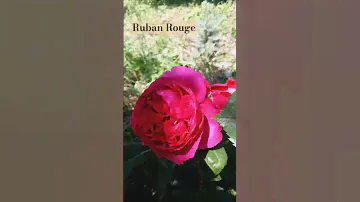 Ruban Rouge, или Цветелина Романтика. Необыкновенной красоты красная роза. Первое цветение.