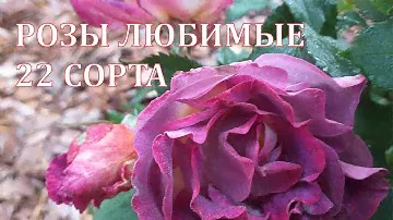 ЛЮБИМЫЕ РОЗЫ -22 сорта! Сезон 2024. Новинки и старожилы