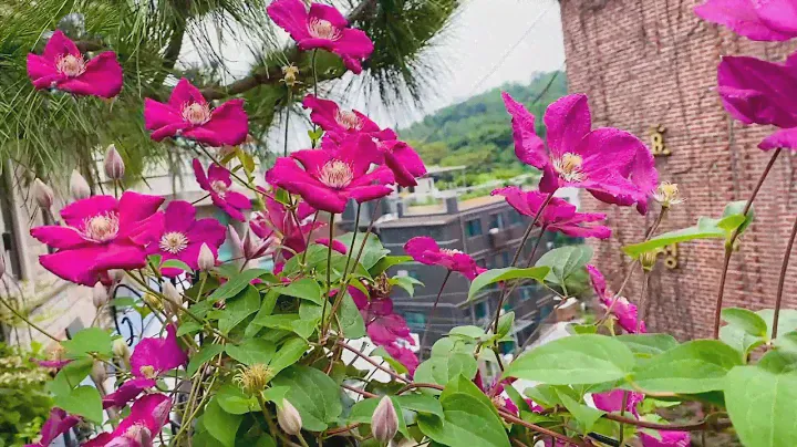Rouge Cardinal Clematis 2022