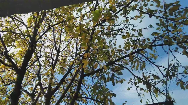 Белая черешня в золоте✨