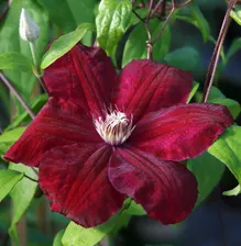 Клематис Руж Кардинал (Clematis Rouge Cardinal ) 2 гр