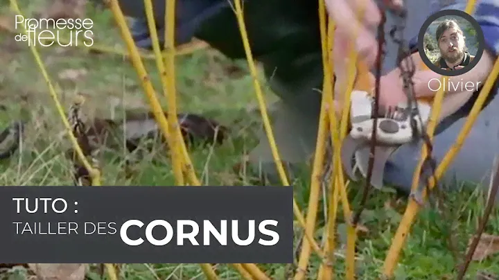 Tuto : tailler des cornus à bois décoratifs