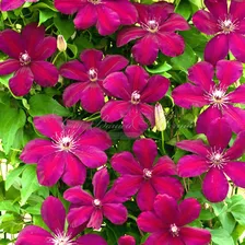 Клематис Рудж Кардинал / Clematis hybriden Rouge Cardinal