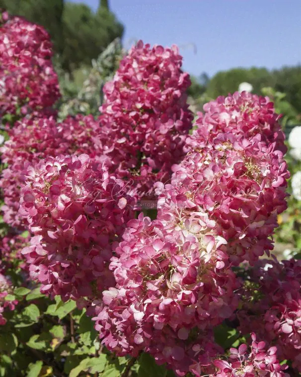 Гортензия метельчатая Диамант Руж / Hydrangea panniculata Diamant Rouge-1